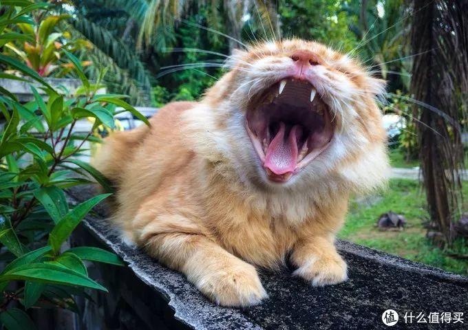 你每个月的工资够看几颗牙？？？