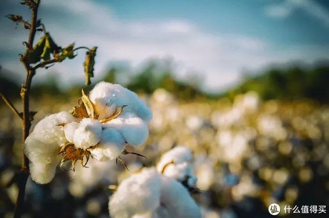 还不会选床上用品？十分钟全面科普及推荐请查收！