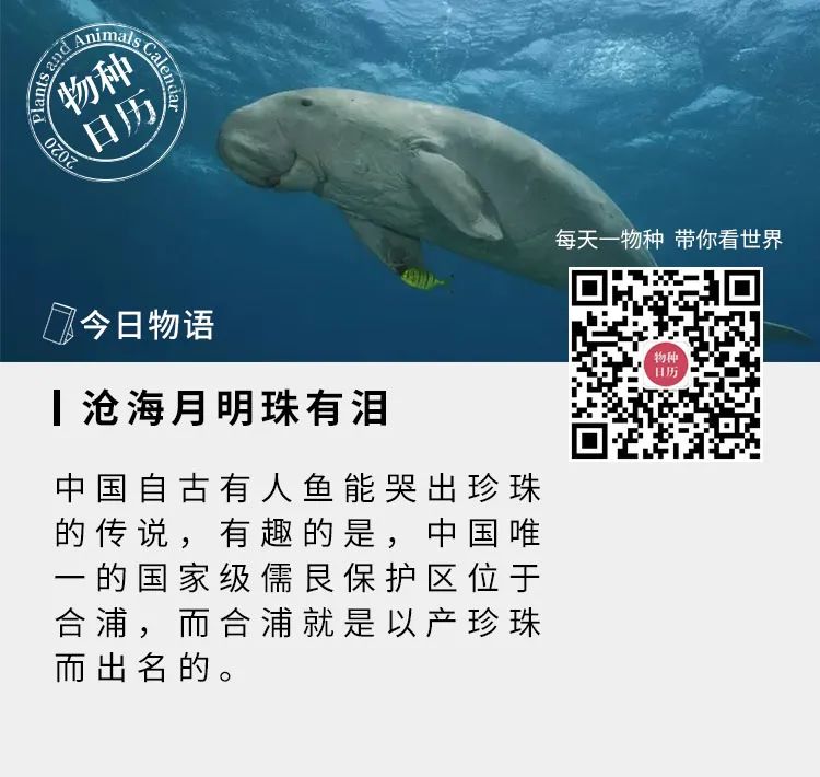 人类用了二十七年,吃光了这些六吨重的巨兽 人类用了二十七年,吃光了这些六吨重的巨兽
