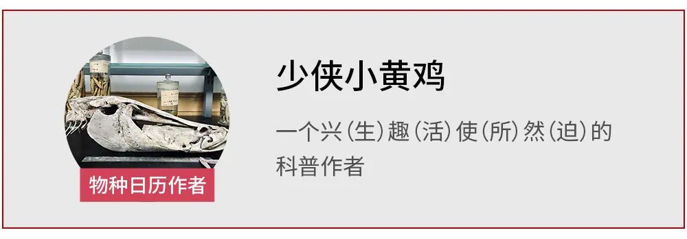 人类用了二十七年,吃光了这些六吨重的巨兽 人类用了二十七年,吃光了这些六吨重的巨兽