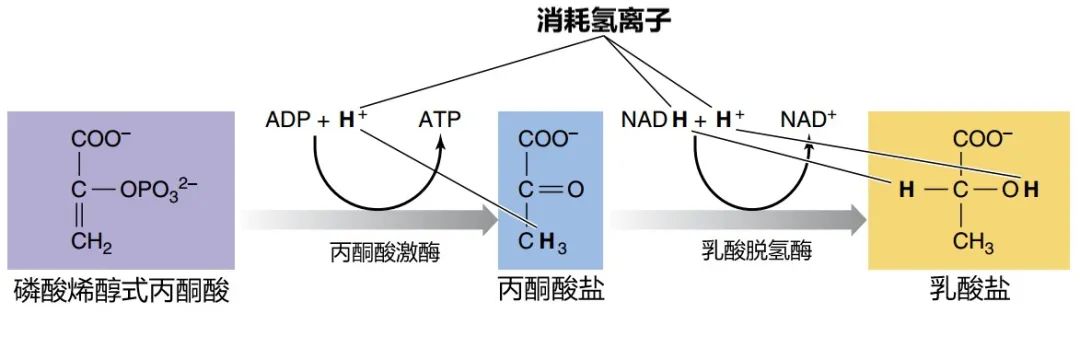 肌肉酸痛来自“乳酸堆积”?乳酸背了一百年的黑锅 肌肉酸痛来自“乳酸堆积”?乳酸背了一百年的黑锅