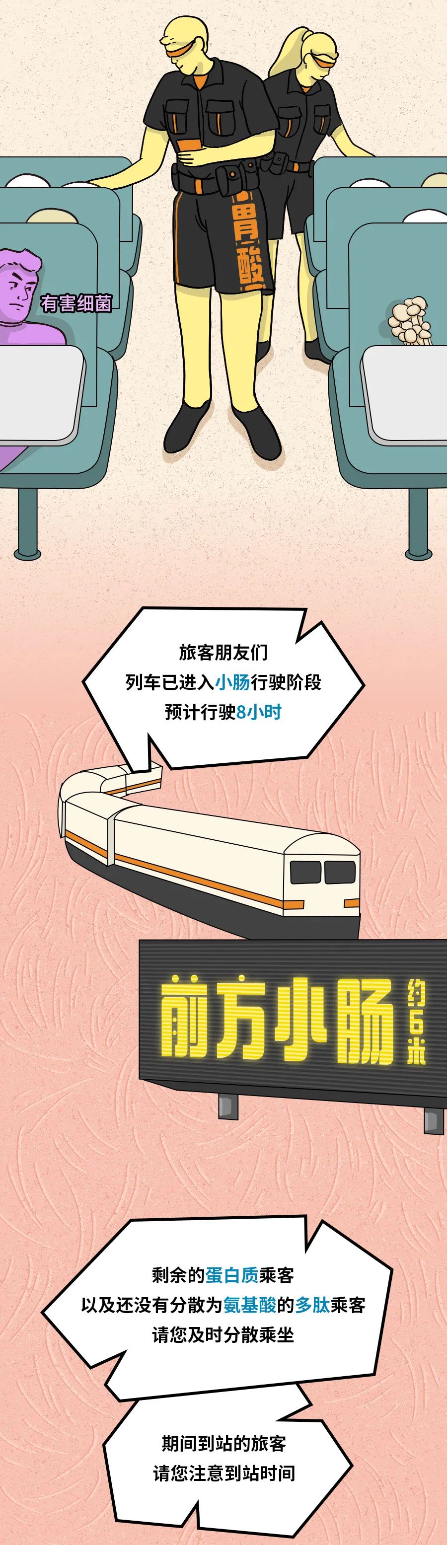 身为“造粪机”,你知道食物是怎么变成粑粑的吗? 身为“造粪机”,你知道食物是怎么变成粑粑的吗?
