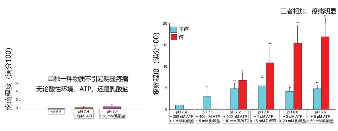 肌肉酸痛来自"乳酸堆积"?乳酸背了一百年的黑锅